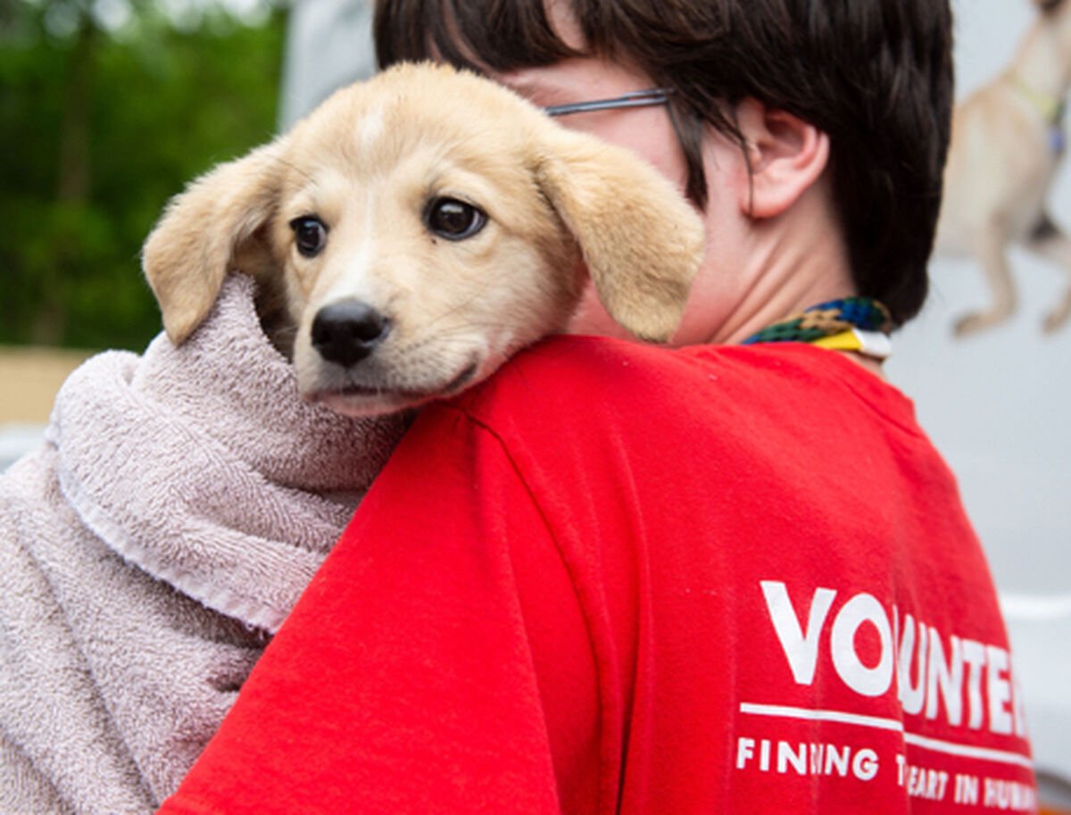 Volunteer_Intro_6c0c164bd2b597ee32b68b8b5755bd2e